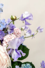 Violettschimmer – Bild 2